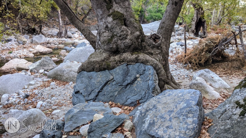 Copacii par să fi crescut direct din piatră.